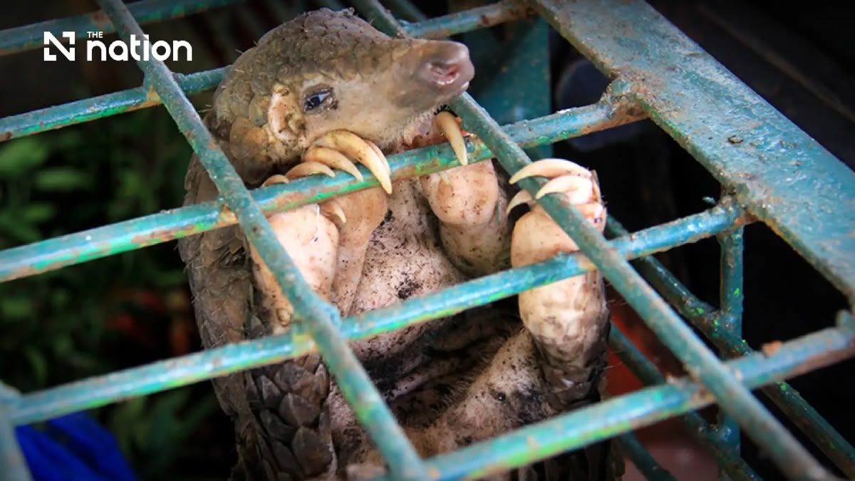 Wildtierhandel: Wo die nächste Pandemie beginnt
