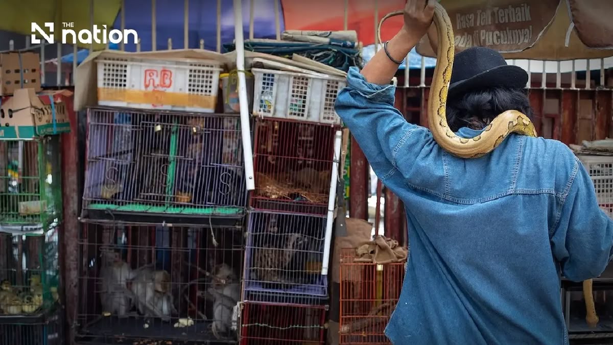 Wildtierhandel: Wo die nächste Pandemie beginnt