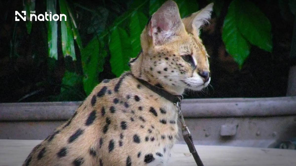 Wildtierhandel: Wo die nächste Pandemie beginnt