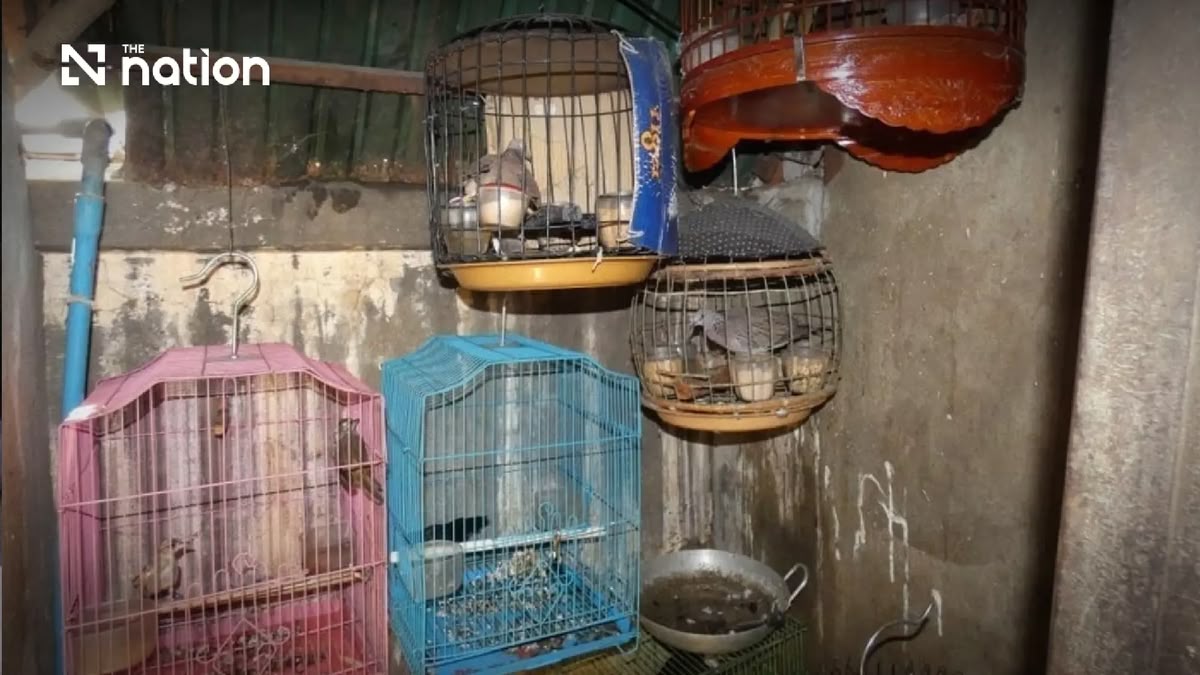 Wildtierhandel: Wo die nächste Pandemie beginnt