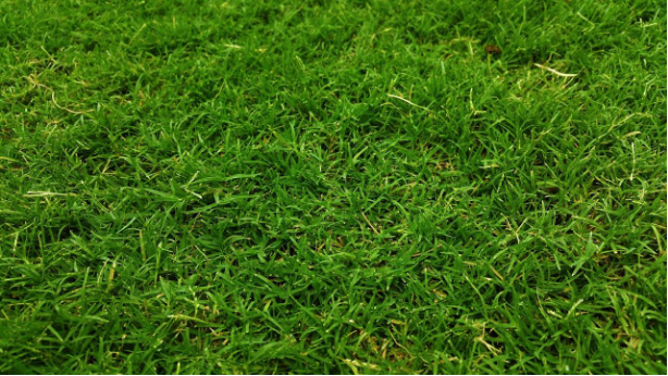 Der Garten ohne Aufwand