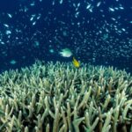 Alarmstufe Rot: Massives Korallensterben bedroht Thailands Meere