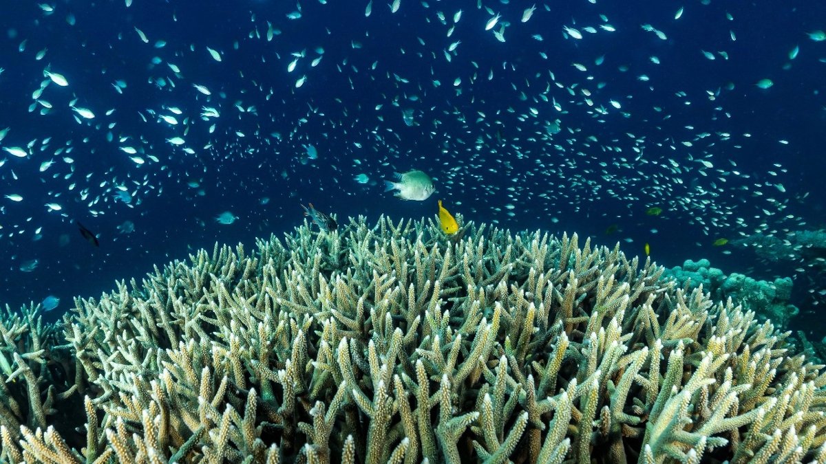 Alarmstufe Rot: Massives Korallensterben bedroht Thailands Meere