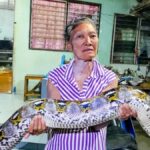 Gigantische Python greift 75-jährige Frau an: Rettungsteam im Einsatz