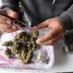 Thailands Cannabis-Industrie am Abgrund: Regierung droht mit Schließung