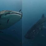 Walhaie vor Koh Tao gesichtet: Taucher begeistert