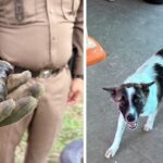 Hund hält scharfe Granate für Spielzeug – und schleppt sie nach Hause Hund hält scharfe Granate für Spielzeug – und schleppt sie nach Hause