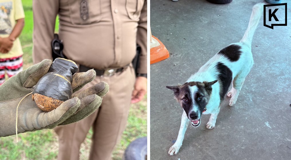 Hund hält scharfe Granate für Spielzeug – und schleppt sie nach Hause