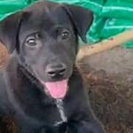 Bauarbeiter tötet Hund und will ihn offenbar verspeisen Bauarbeiter tötet Hund und will ihn offenbar verspeisen