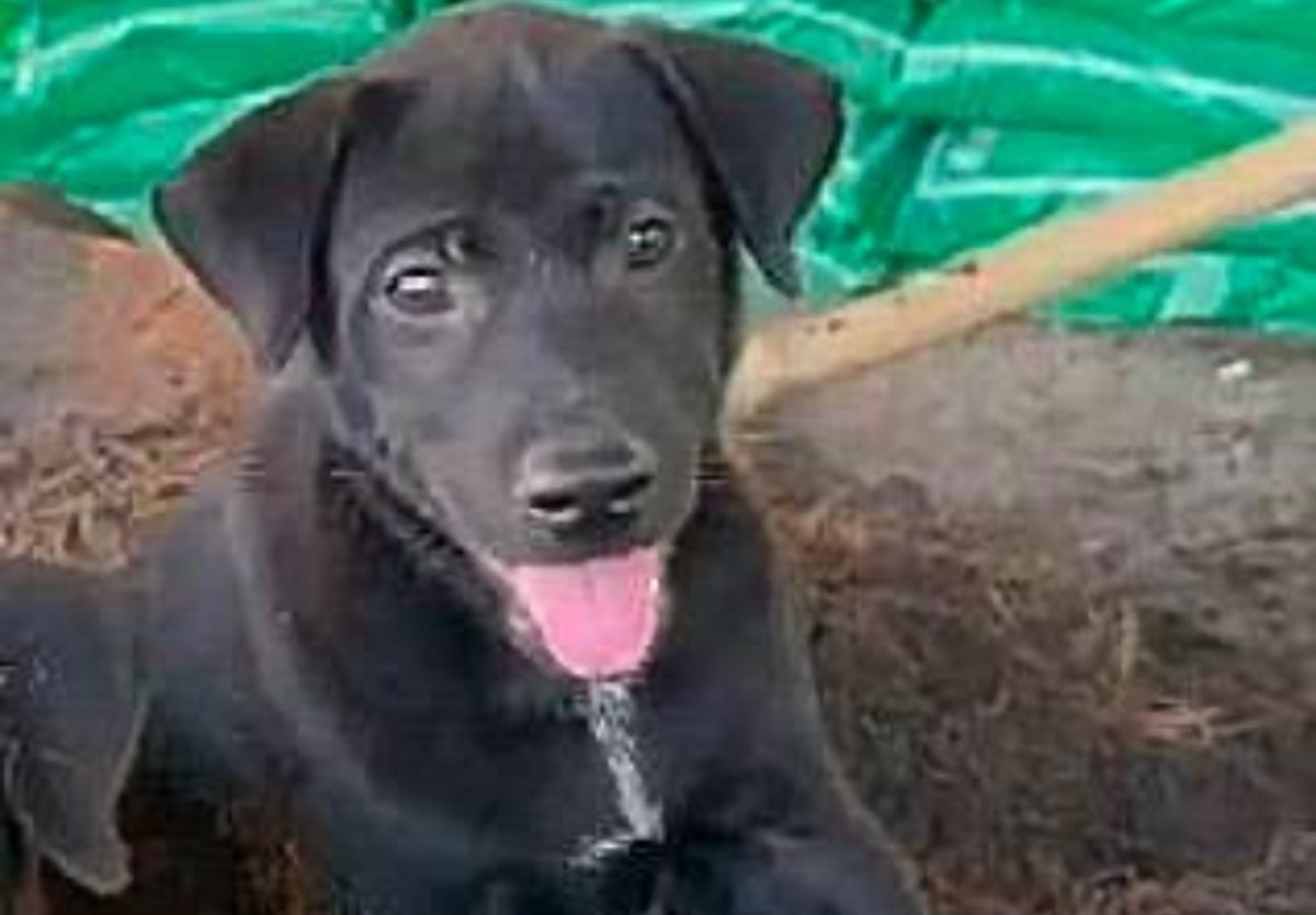 Bauarbeiter tötet Hund und will ihn offenbar verspeisen