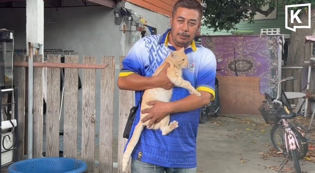 Wunder in Ayutthaya: Retter holen Katze ins Leben zurück