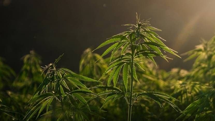 Thai Cannabis flutet Weltwärkte – Schmuggler nutzen Legalität