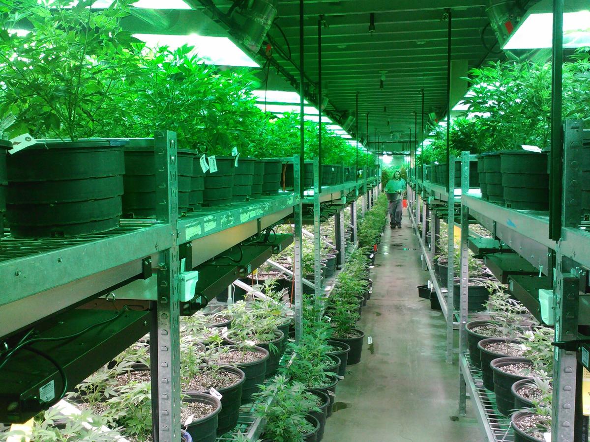 Vom thailändischen Anbau in deutsche Apotheken: Wie medizinisches Cannabis globale Standards erfüllt