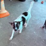 Hund bringt scharfe Granate ins Haus und kaut daran Hund bringt scharfe Granate ins Haus und kaut daran