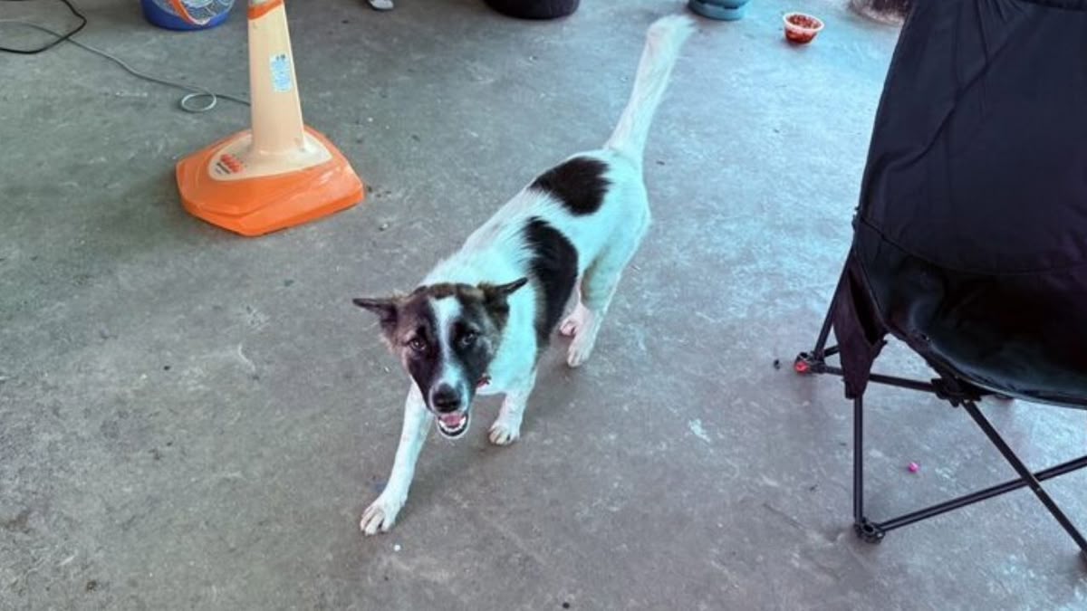 Hund bringt scharfe Granate ins Haus und kaut daran