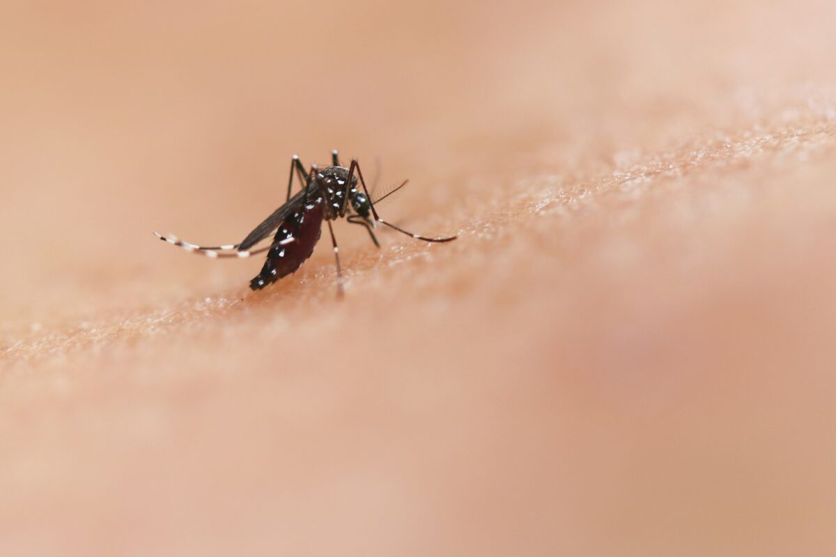 Dengue-Fieber in Thailand: Wie ein Stich alles verändert