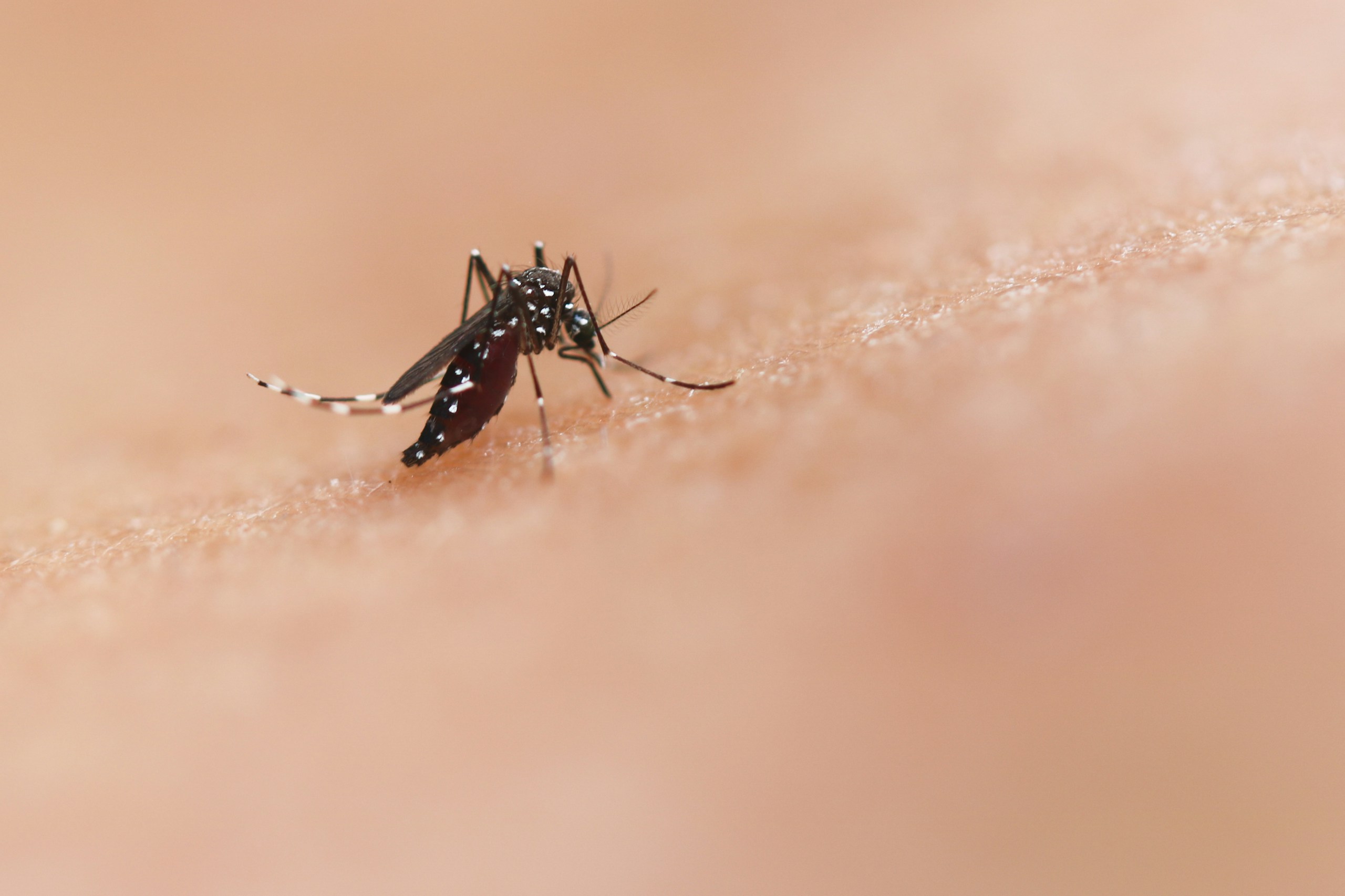 Dengue-Fieber in Thailand: Wie ein Stich alles verändert