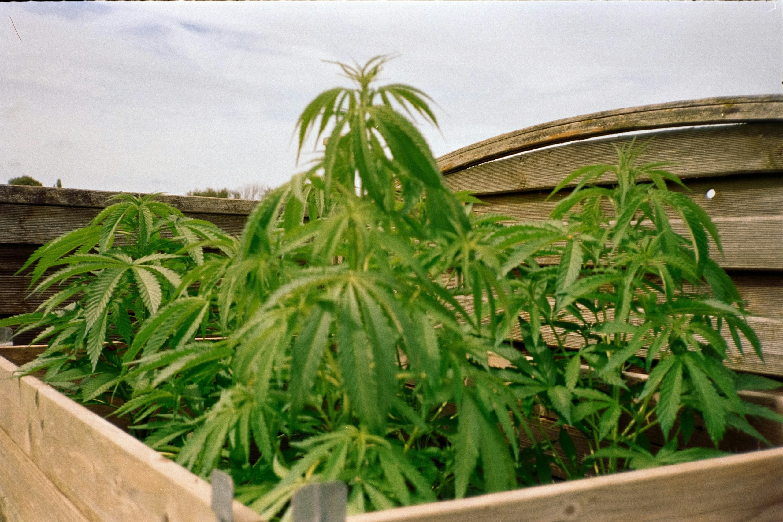 Thailands Cannabis-Shops sterben