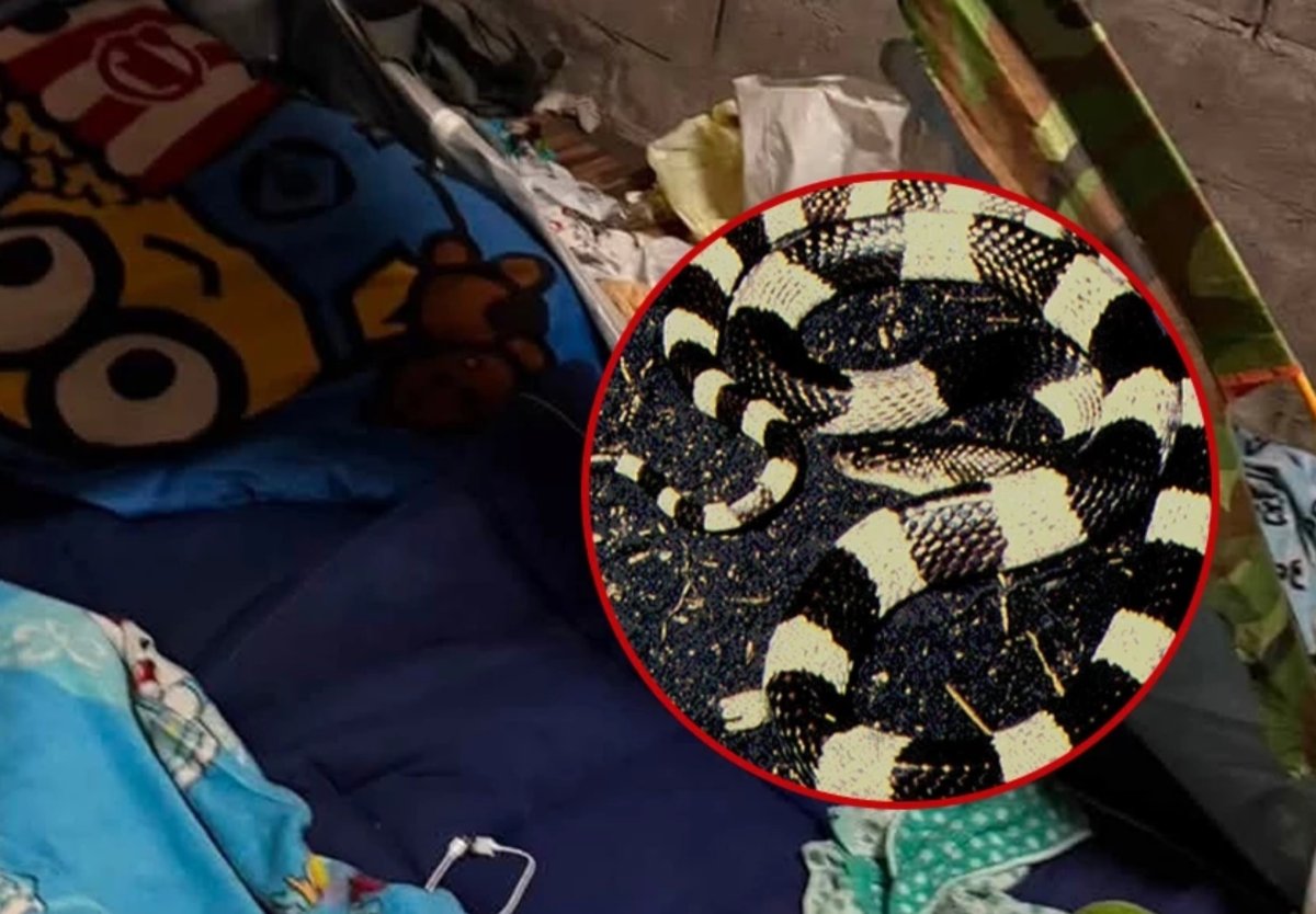 Tödlicher Kraitbiss in Thailand: Mann stirbt an Gift