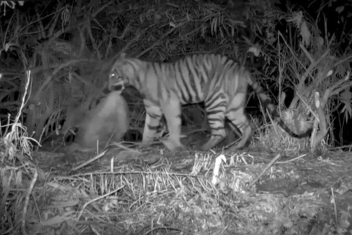 Sicherheit nach tödlichem Tigerangriff erhöht