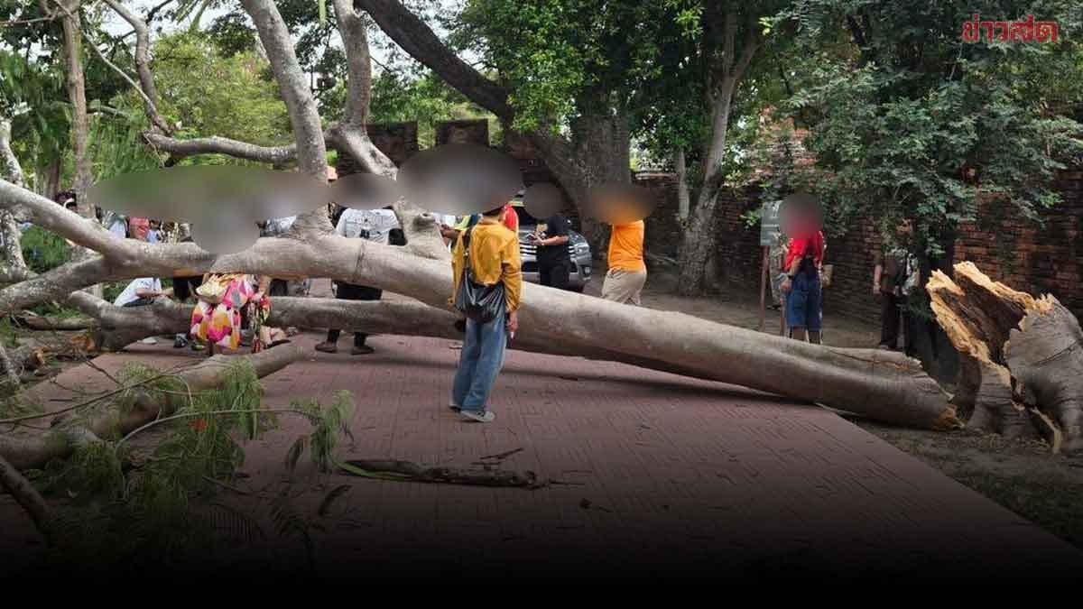 Ayutthaya: Umstürzender Baum trifft vier Spanier