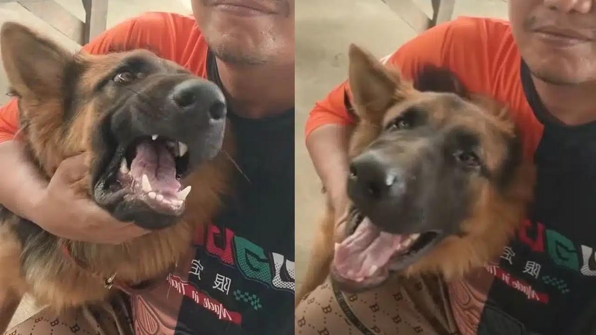 Nachbar soll Schäferhund mit Alkohol vergiftet haben