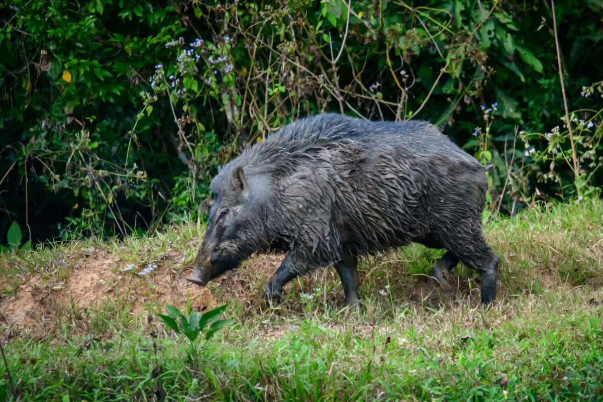 Riesiges Wildschwein tötet Kuh – Dorf in Thung Song alarmiert
