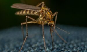 Krankenhaus-Albtraum: Was Dengue Fieber kostet