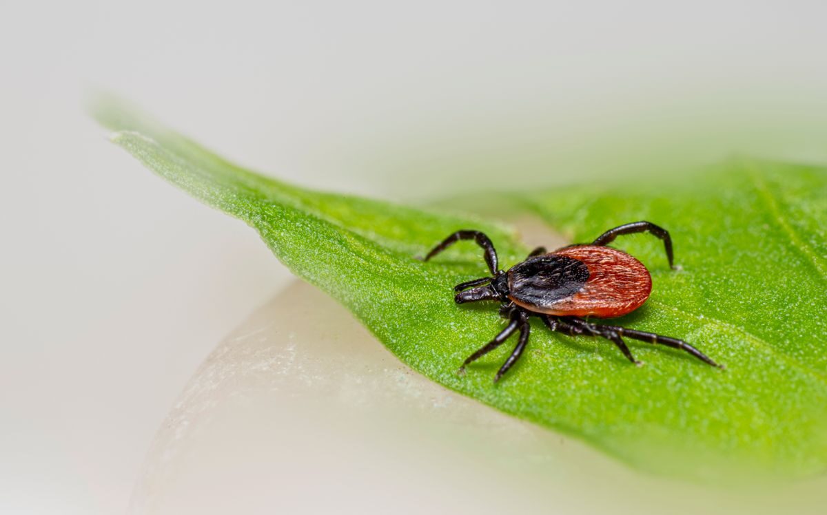 Gefährliches Virus - Behörden warnen vor Zecken