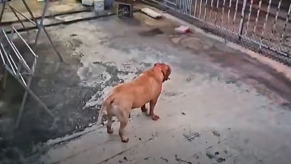 Zweite tödliche Attacke: Spezialkräfte sichern Pitbull