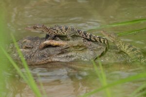Seltene Sensation in Thailand! Siam Krokodile geschlüpft