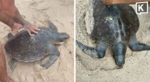 Seltene Schildkröte am Strand gerettet