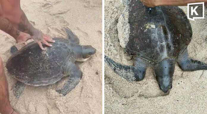 Seltene Schildkröte am Strand gerettet