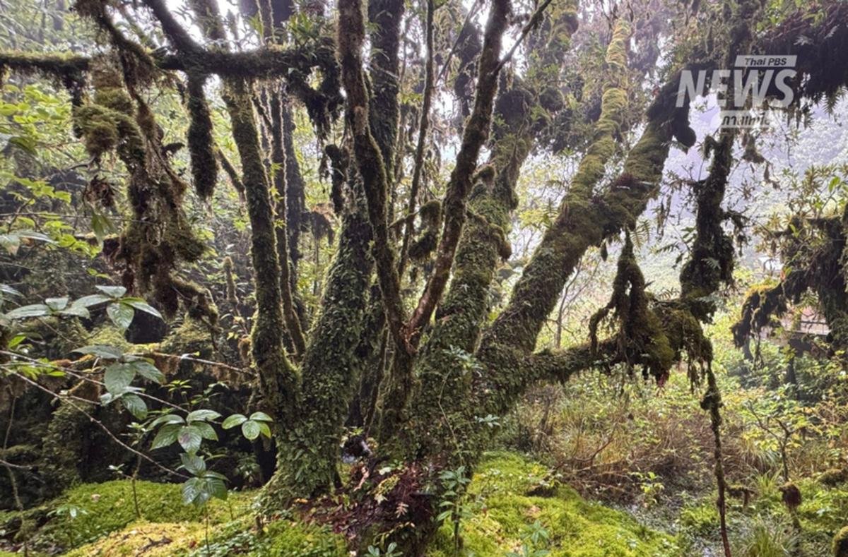 Doi Inthanon: Touristen zahlen 10000 Baht wegen zertrampelte Pflanze