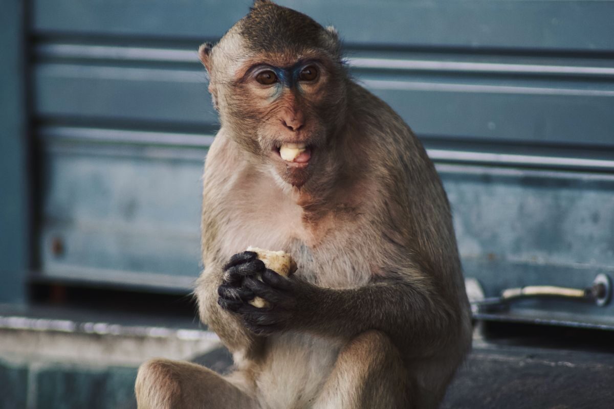 Long-tailed macaque eating fruit in an urban setting, showcasing wildlife behavior
