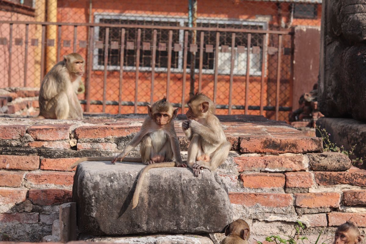 Rhesus macaques interacting on historic bricks in Lopburi, Thailand.