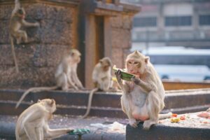 Thailands Affen leben zwischen Verehrung und Vertreibung