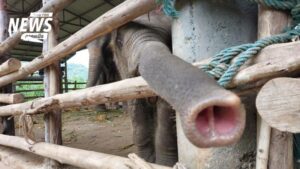 Elefanten in Thailand: Der brisante Streit um Ketten und Haken