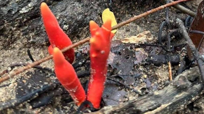Todespilz am Wasserfall: Schon Berühren lässt die Haut brennen