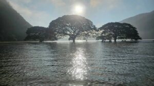Riesen-Baum im Wasser - Stausee wird zum Besuchermagneten
