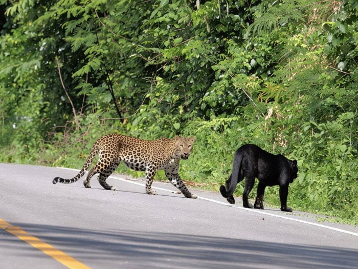 Thailands Nationalpark: Sensationelle Wildtier-Sichtung