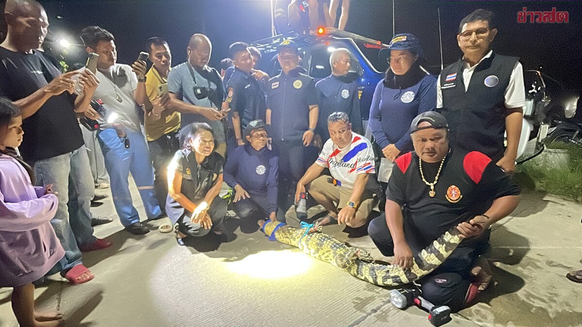 Krokodil im Reisfeld: Helfer werfen Netz über Zwei-Meter-Tier